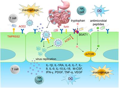 Development and management of gastrointestinal symptoms in long-term COVID-19